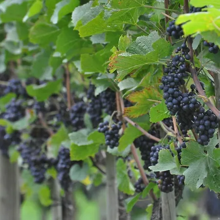 Szálloda Appartementhotel Roehrenbach *