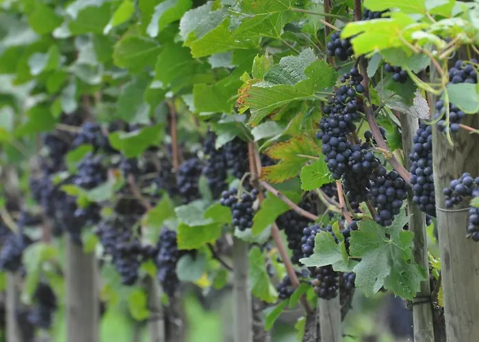 Hotel Appartementhotel Roehrenbach *